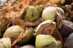 棕榈壳、榴莲壳、椰子壳破碎至20mm用单轴撕碎机行不行？