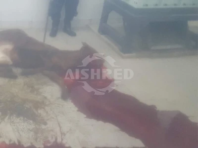 病死动物破碎机，动物尸体低速双轴粉碎机