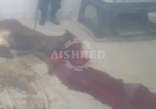 病死动物破碎机，动物尸体低速双轴粉碎机